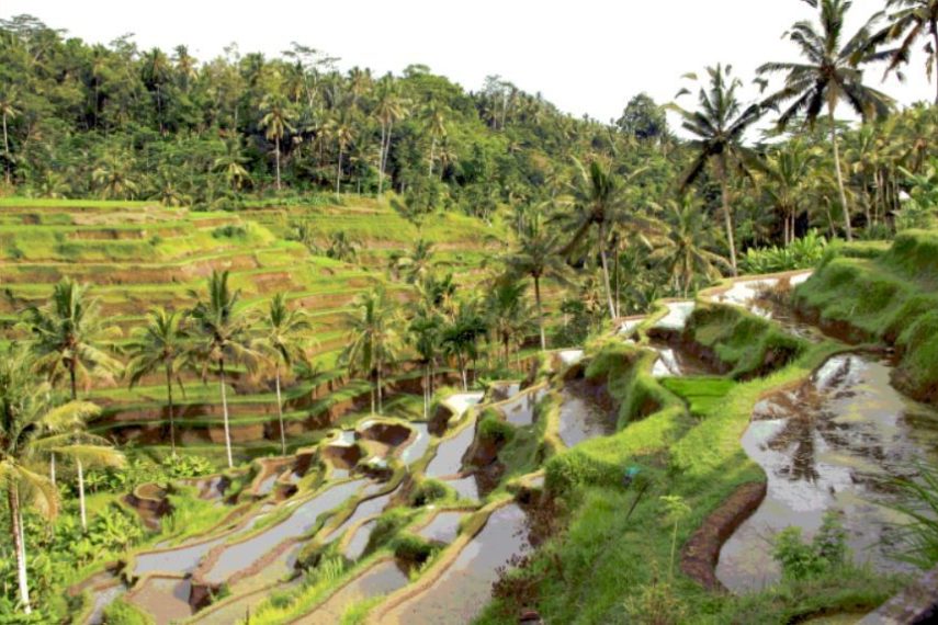 Bali Indonesia Rice Terrace v1